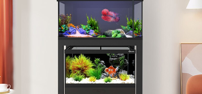 魚類養(yǎng)護要領(lǐng)